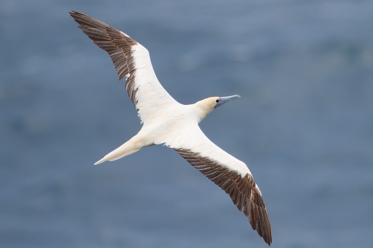 Red-footed Booby - ML619796059