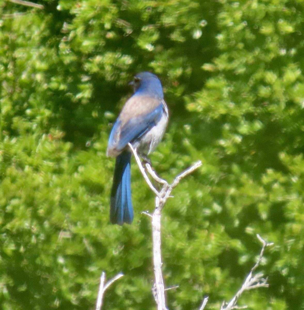 California Scrub-Jay - ML619796096