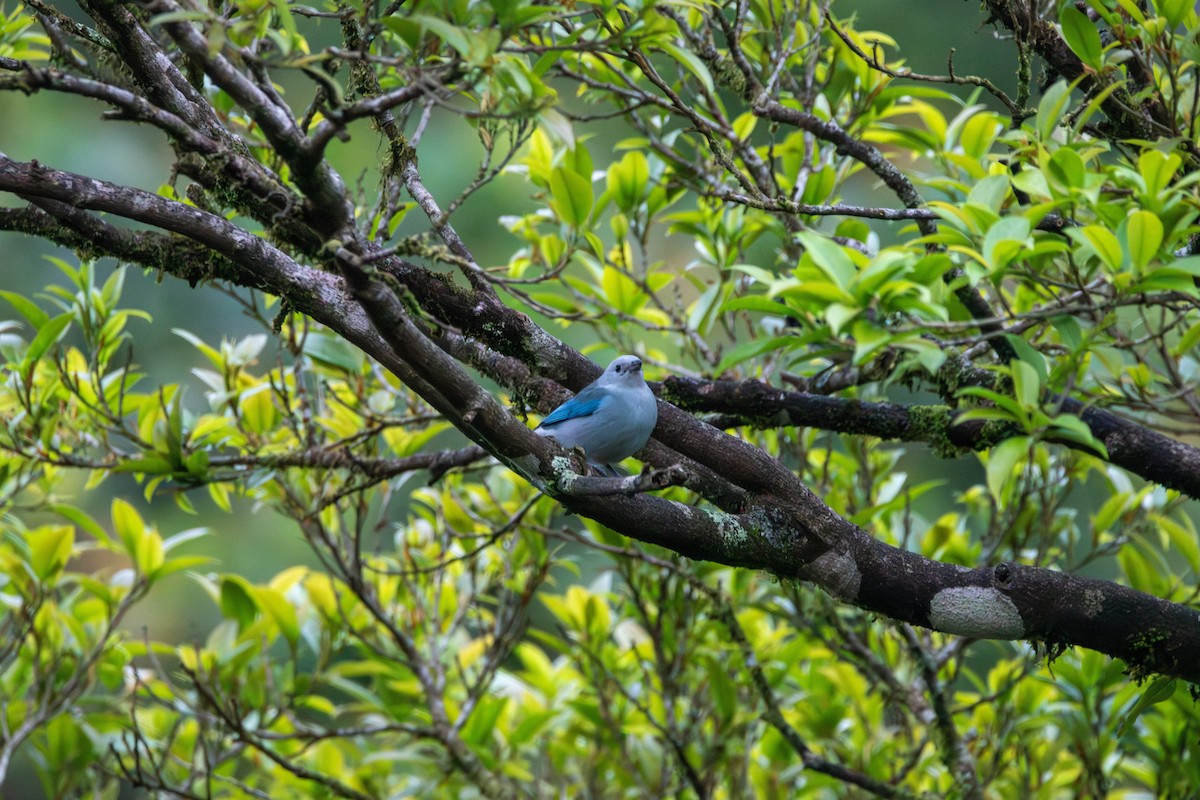Blue-gray Tanager - ML619796098