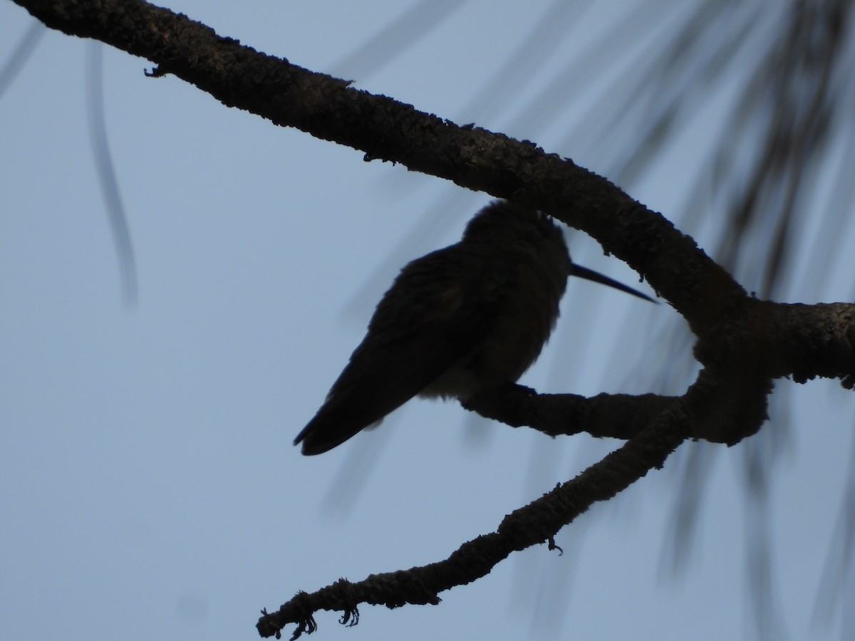 Broad-tailed Hummingbird - ML619796099
