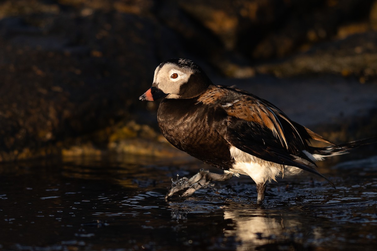 Long-tailed Duck - ML619796105