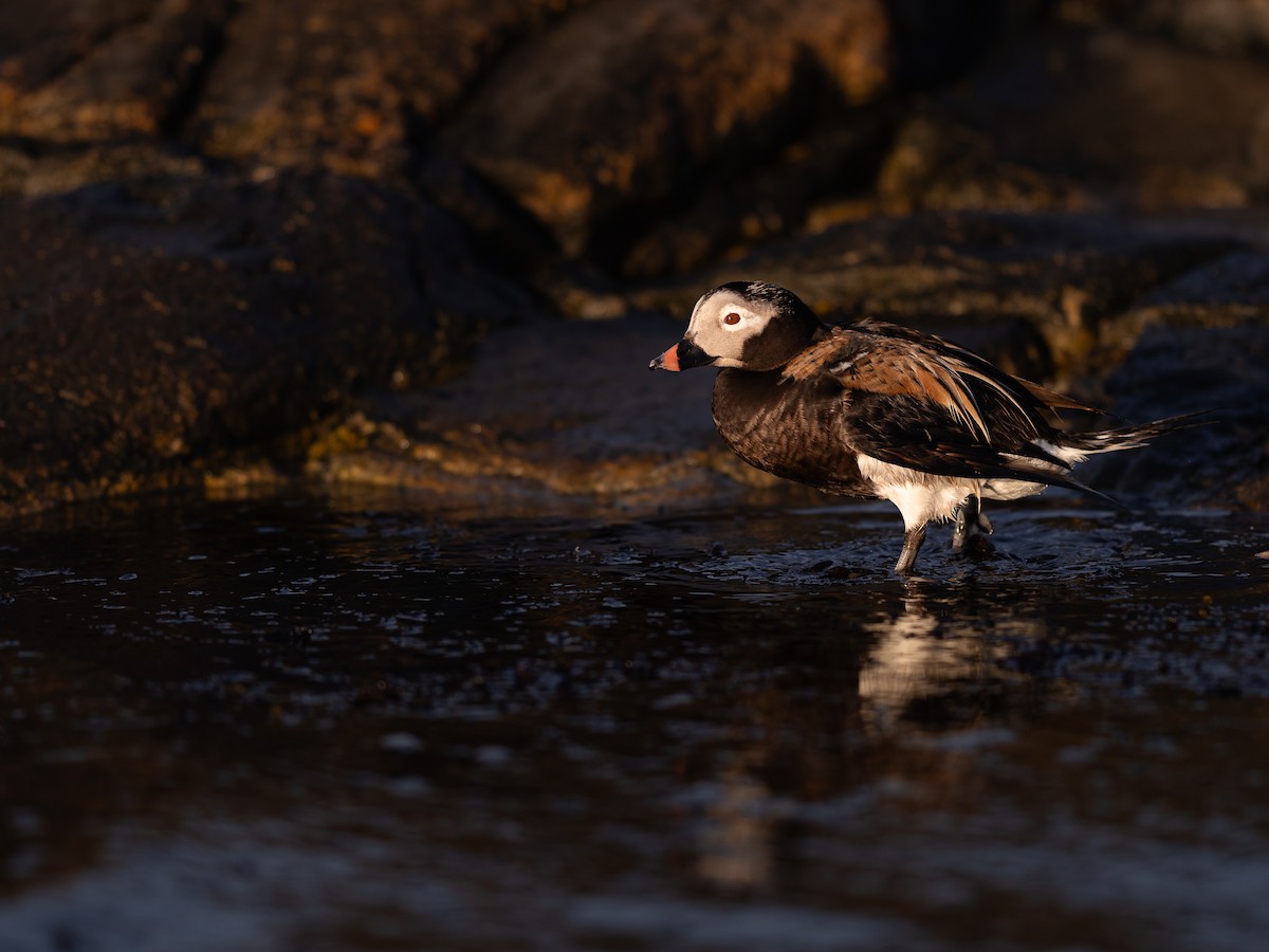 Long-tailed Duck - ML619796109