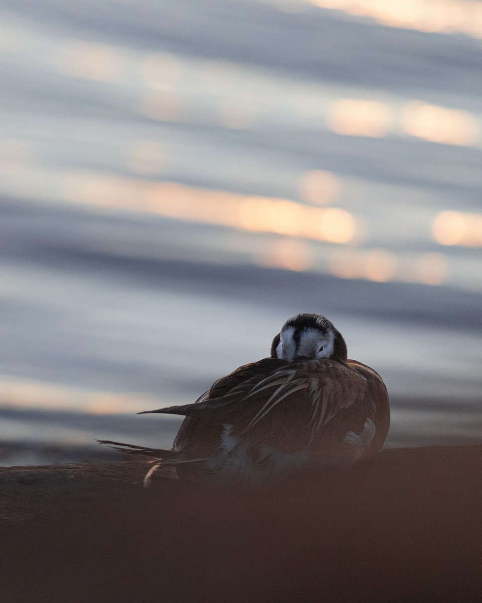 Long-tailed Duck - ML619796111