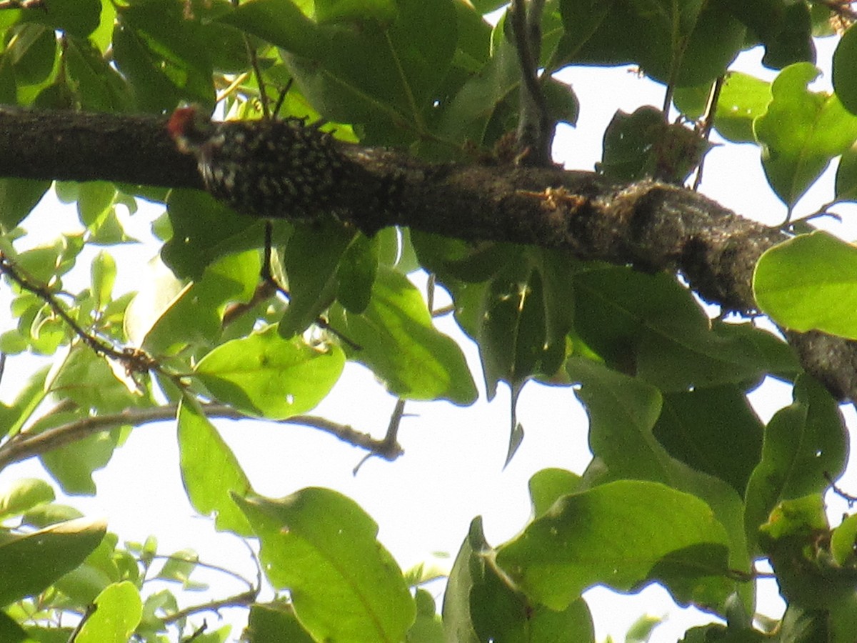 Yellow-crowned Woodpecker - ML619796112