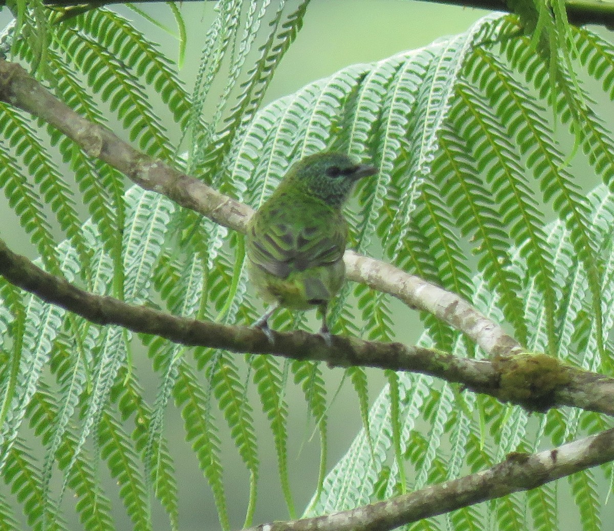 Spotted Tanager - ML619796119