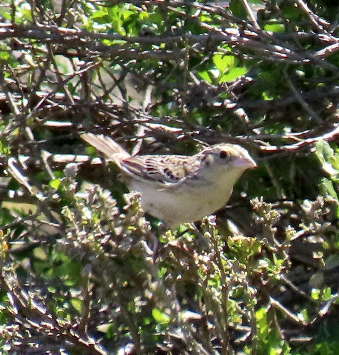 Grasshopper Sparrow - ML619796143