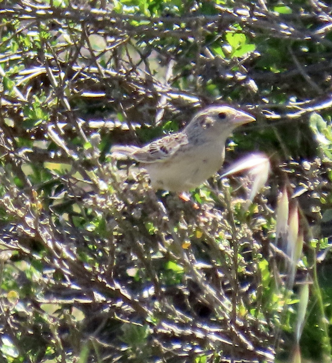 Grasshopper Sparrow - ML619796145