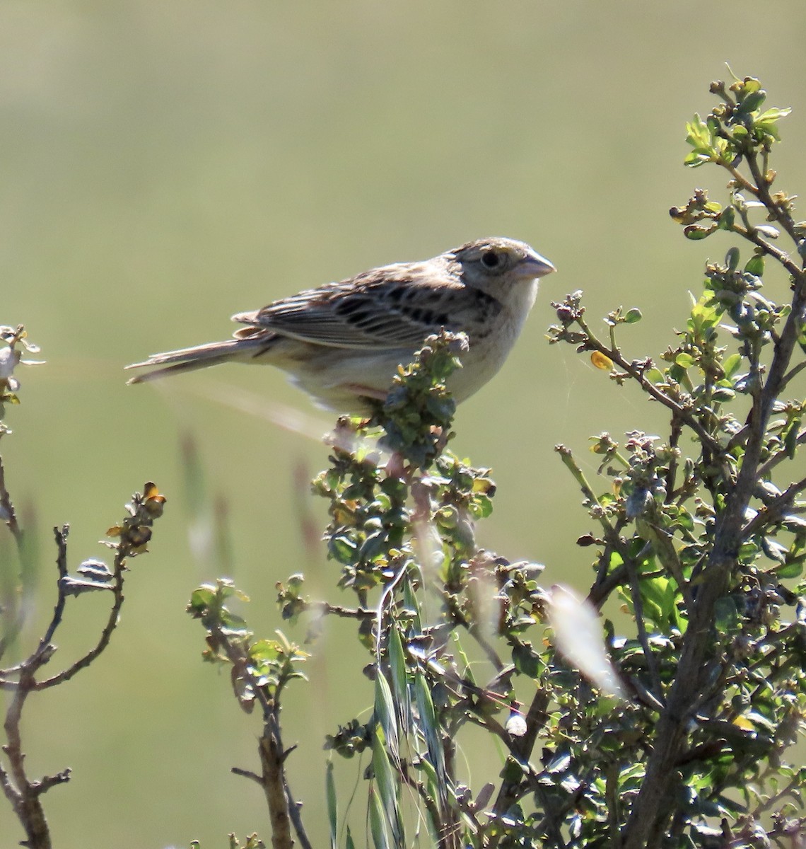 Grasshopper Sparrow - ML619796148