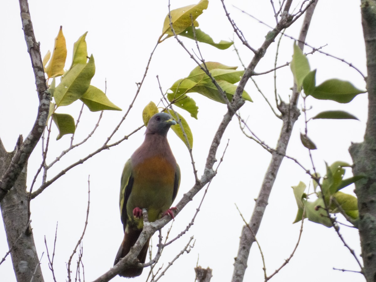 Pink-necked Green-Pigeon - ML619796153