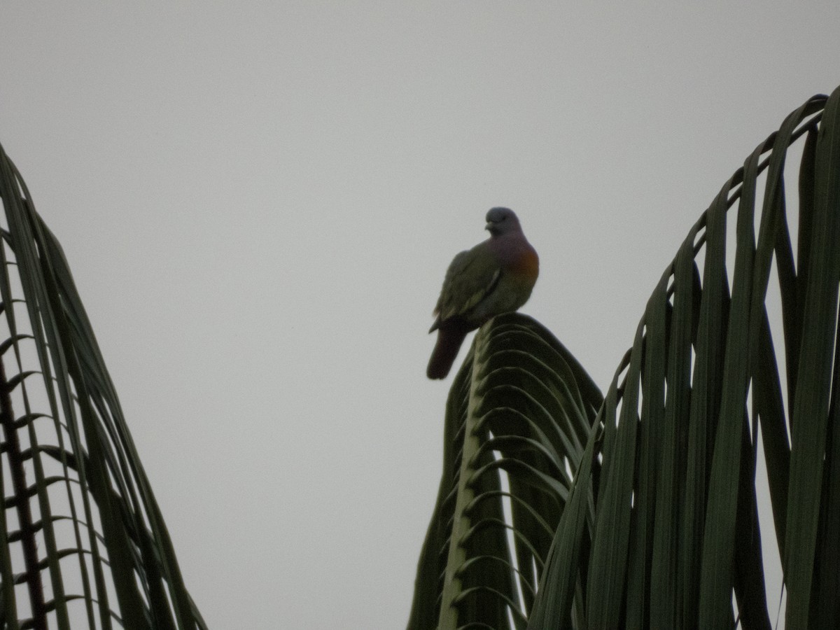 Pink-necked Green-Pigeon - ML619796155