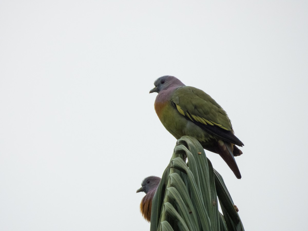Pink-necked Green-Pigeon - ML619796156