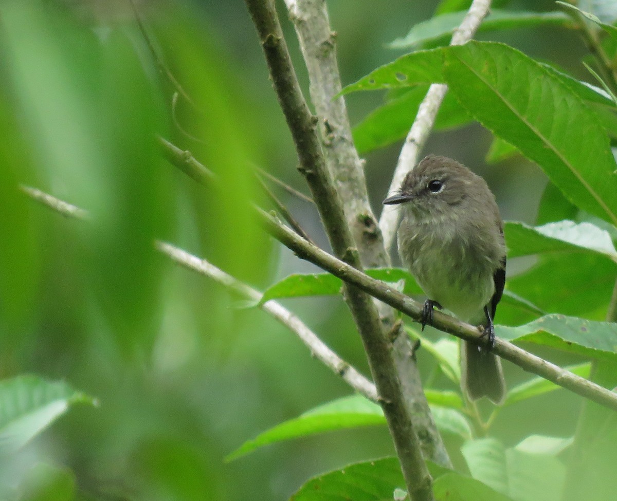 Olive-chested Flycatcher - ML619796217