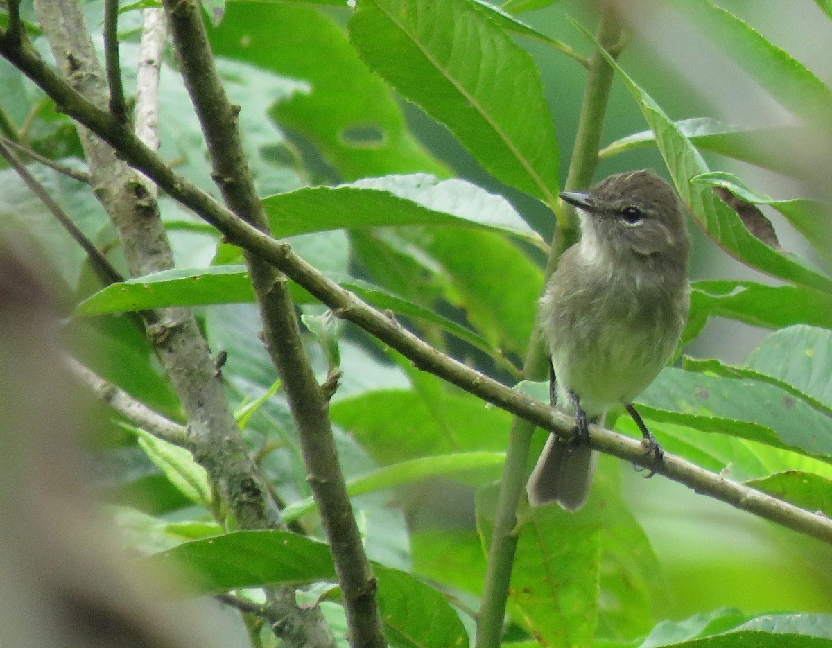 Olive-chested Flycatcher - ML619796218