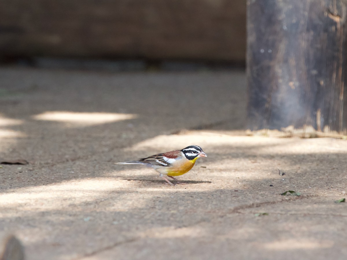 Golden-breasted Bunting - ML619796222