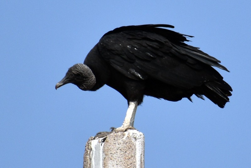 Black Vulture - ML619796249