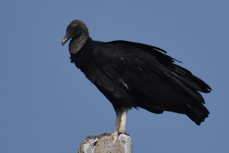 Black Vulture - ML619796250