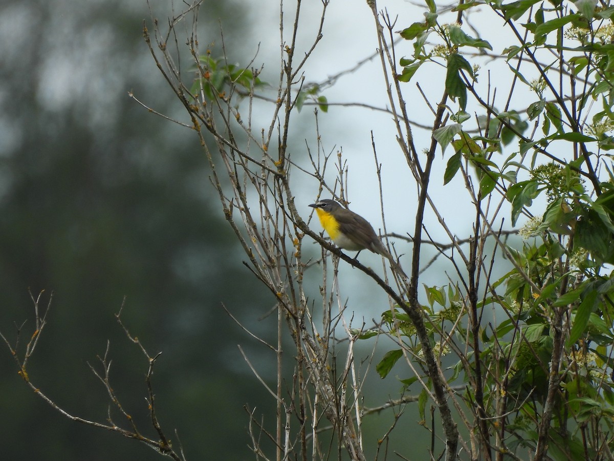 Yellow-breasted Chat - ML619796253
