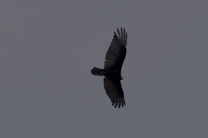Turkey Vulture - ML619796254