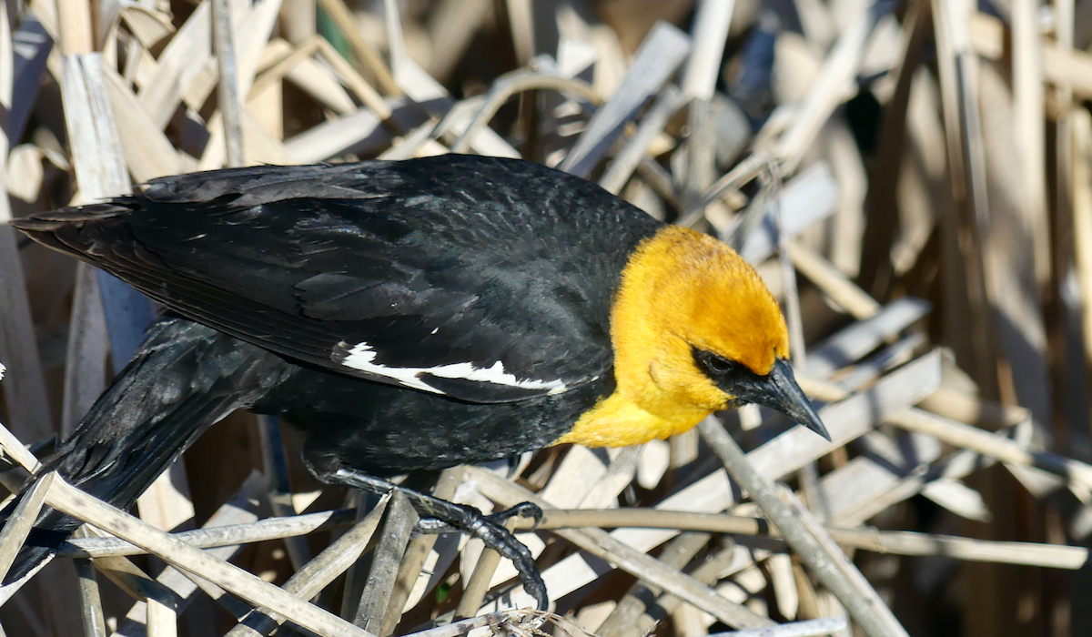 Yellow-headed Blackbird - ML619796286