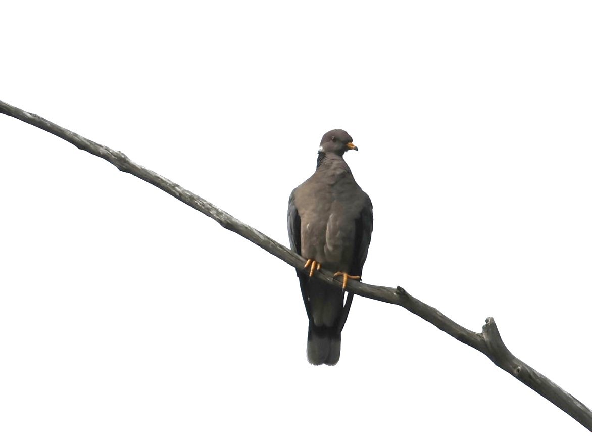 Band-tailed Pigeon - ML619796288