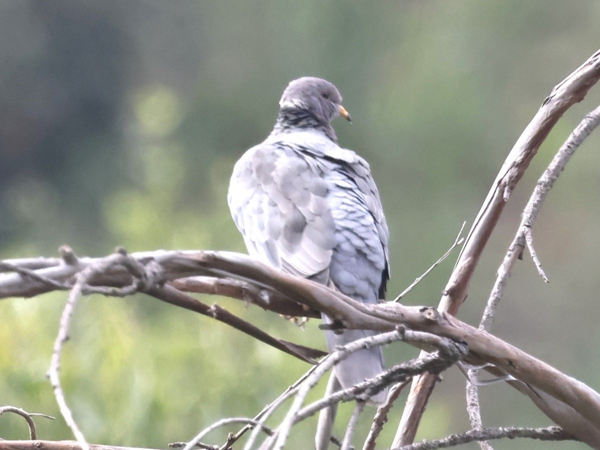 Band-tailed Pigeon - ML619796289