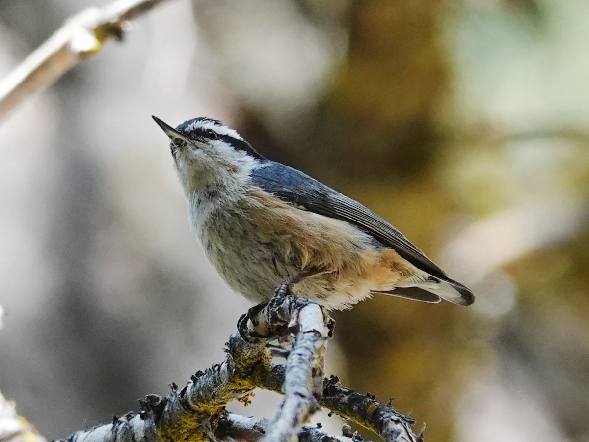 Red-breasted Nuthatch - ML619796400