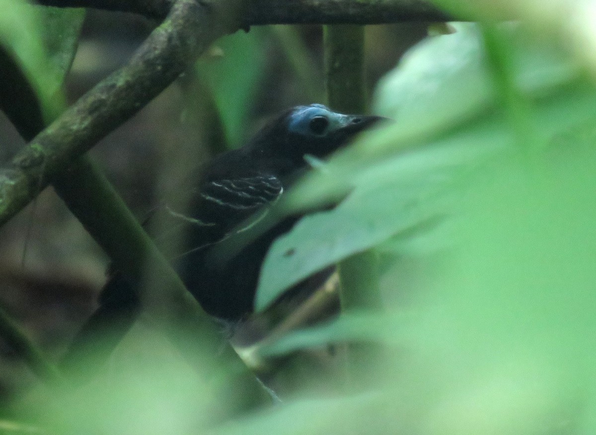 Bare-crowned Antbird - ML619796403