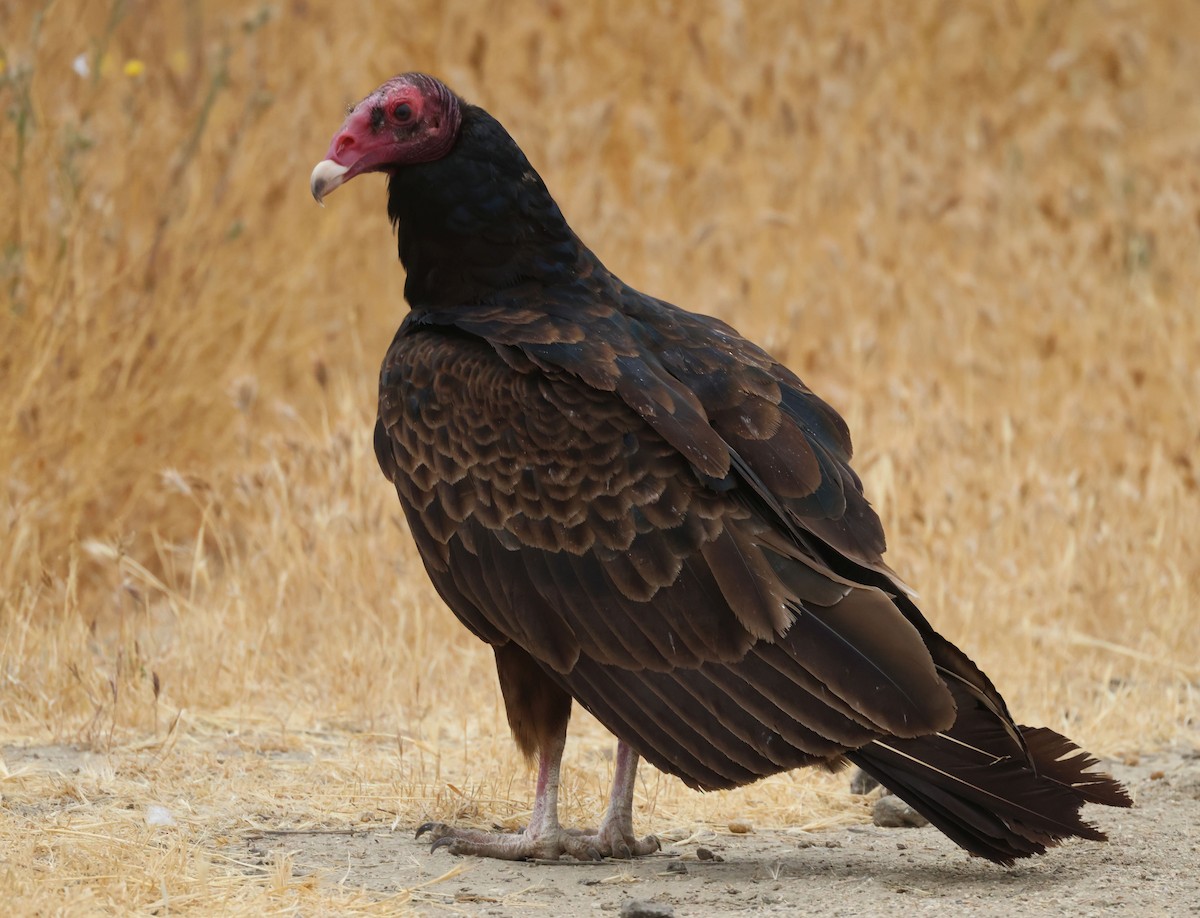 Turkey Vulture - ML619796405