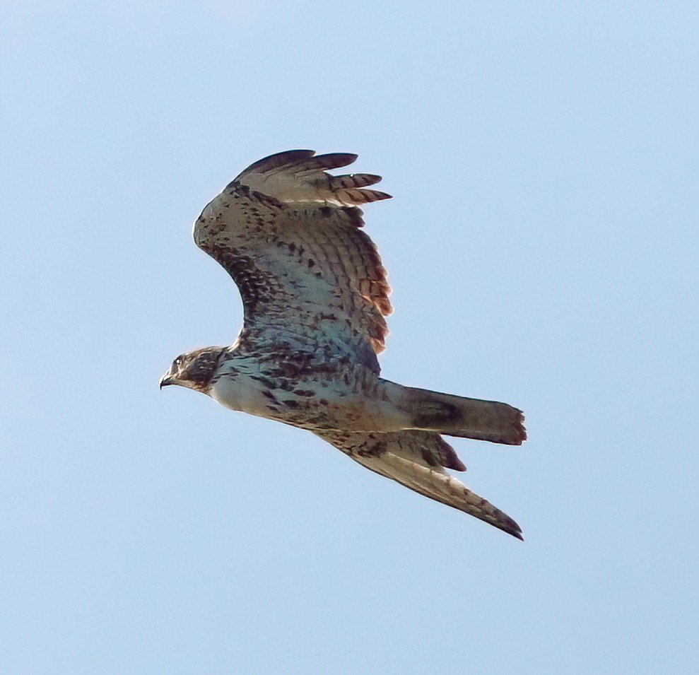 Red-tailed Hawk - ML619796412