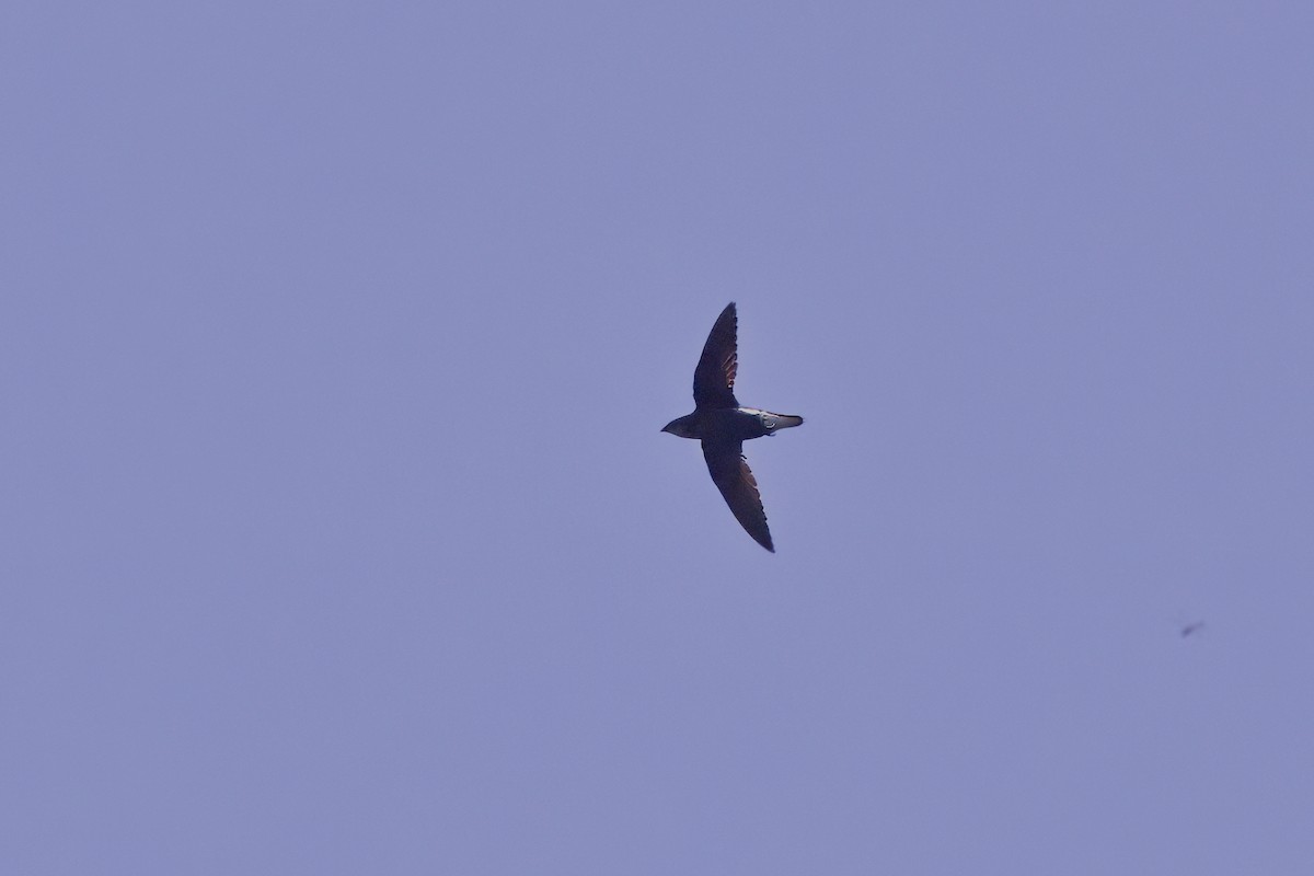 Silver-backed Needletail - ML619796480