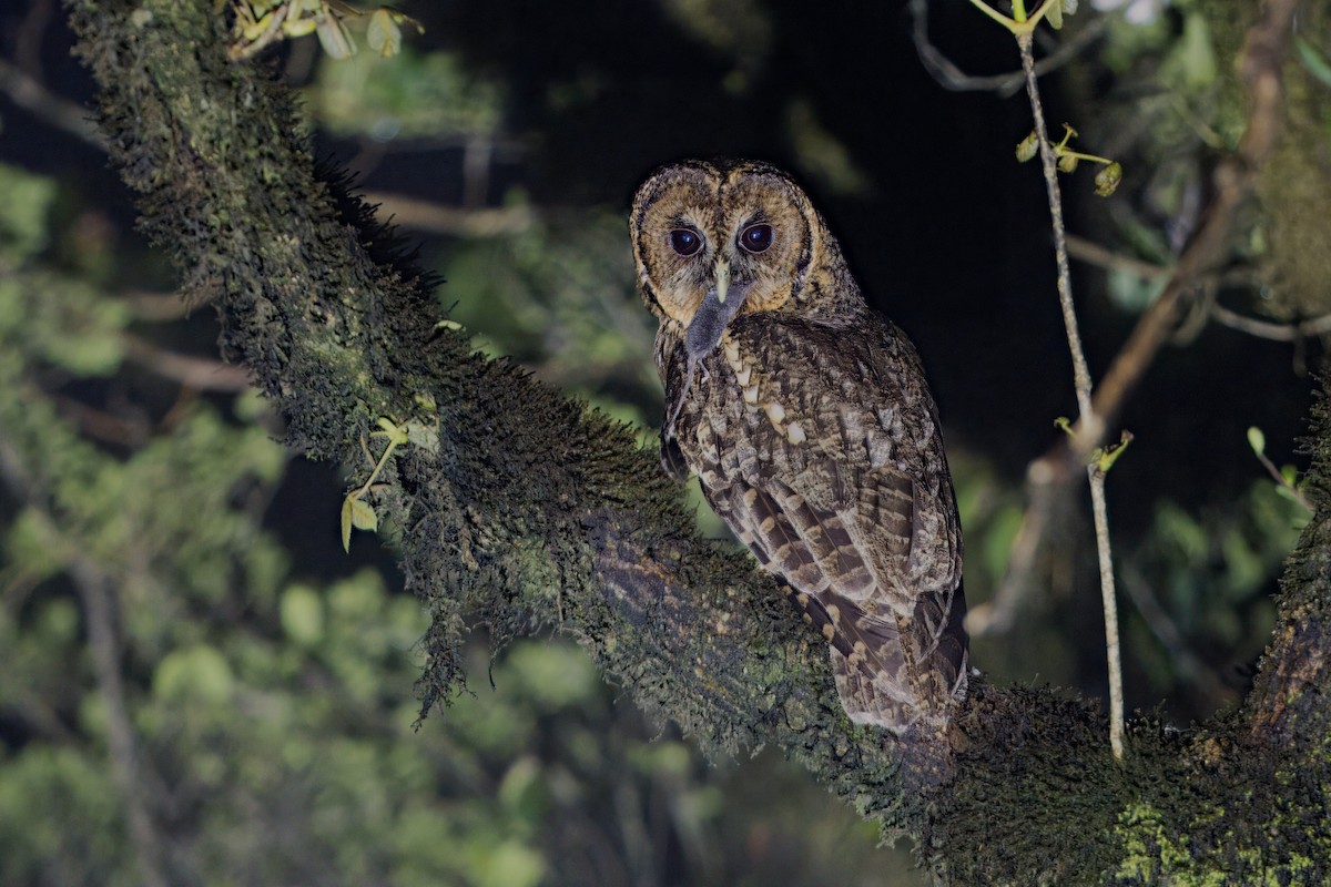 Himalayan Owl - ML619796604