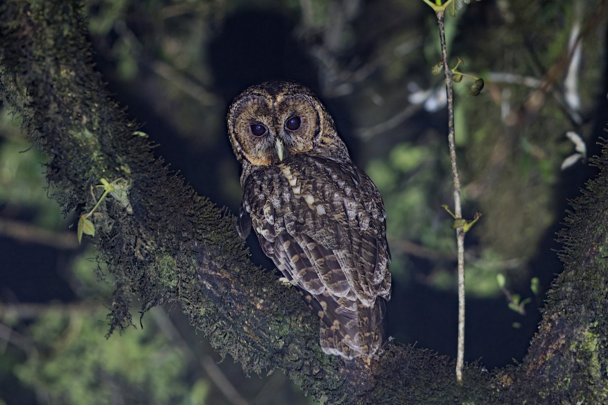 Himalayan Owl - ML619796605