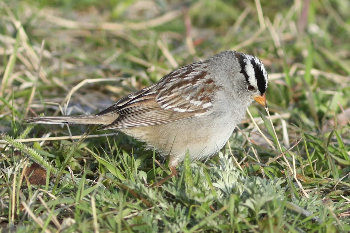 White-crowned Sparrow - ML619796607