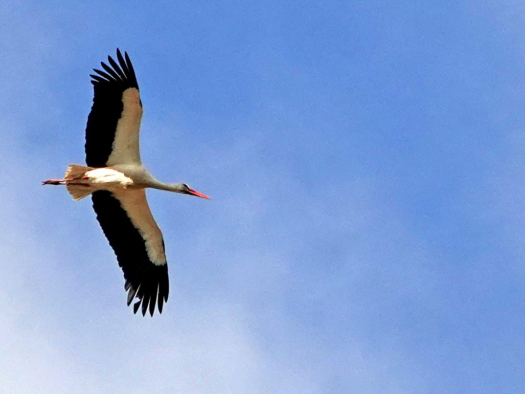 White Stork - ML619796618