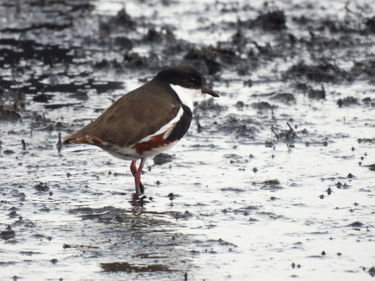 Red-kneed Dotterel - ML619796656
