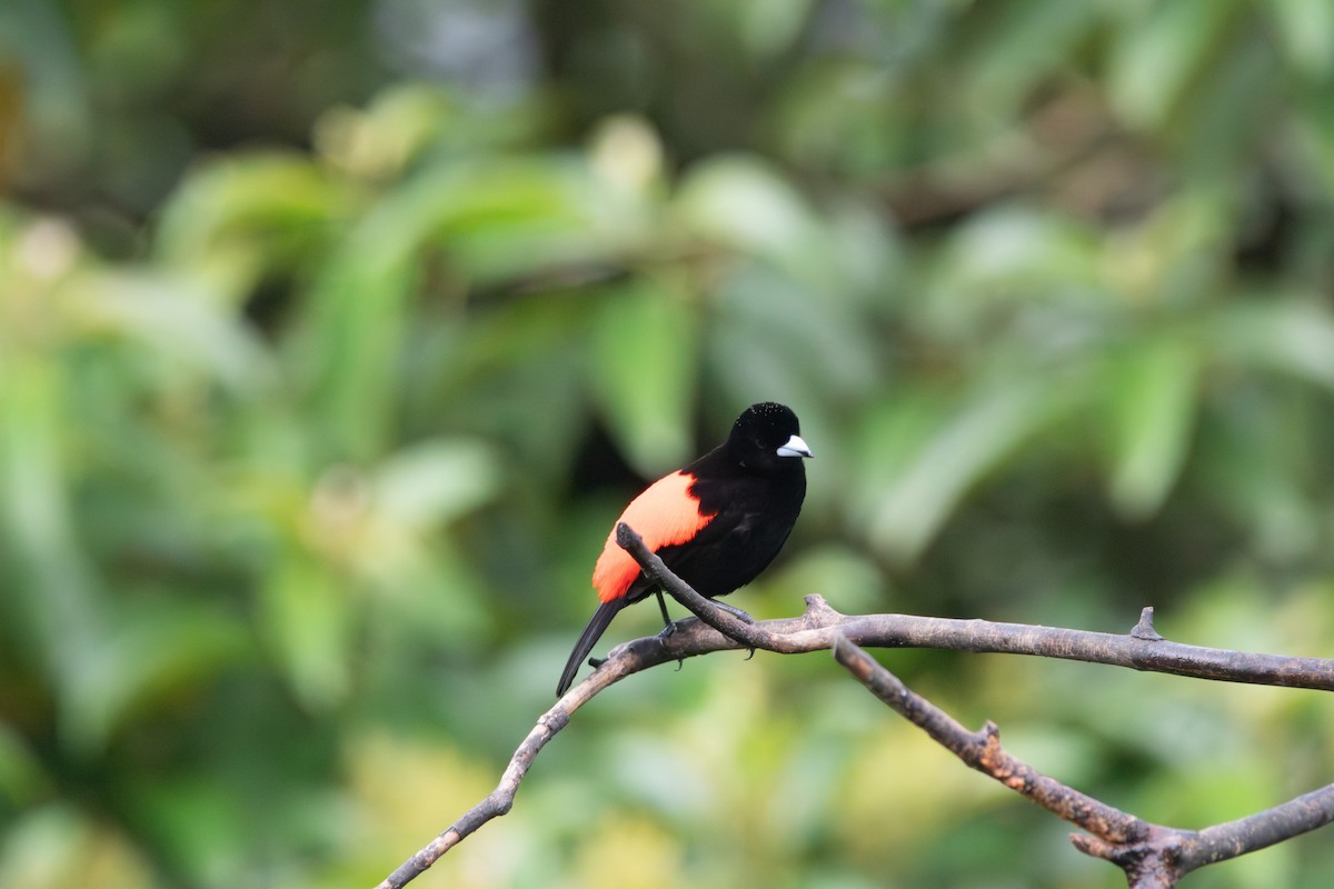 Scarlet-rumped Tanager - ML619796657