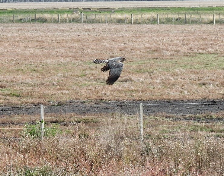 Spotted Harrier - ML619796678
