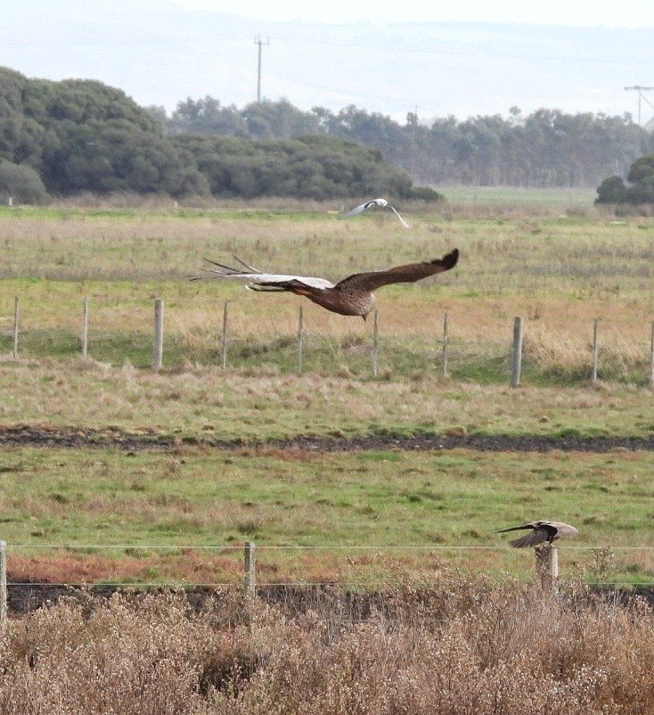 Spotted Harrier - ML619796679