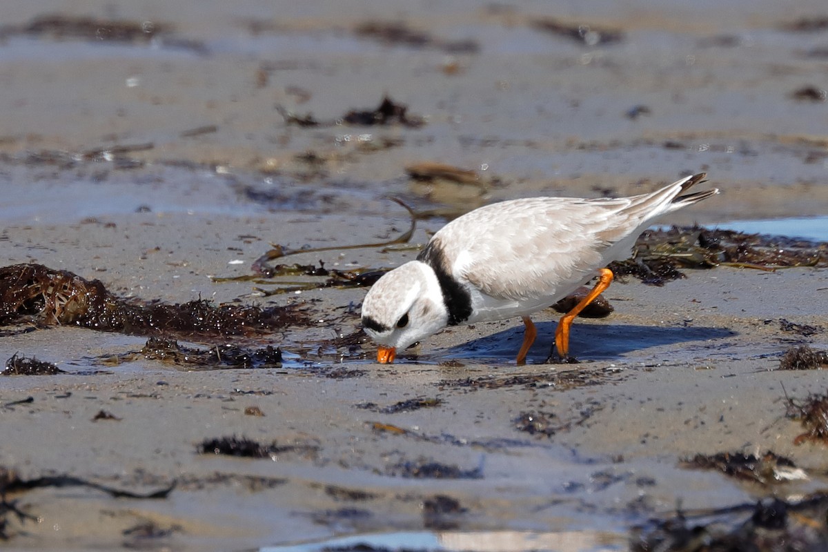 Piping Plover - ML619796759