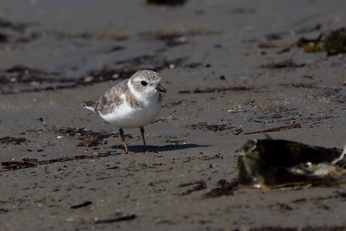 Piping Plover - ML619796760