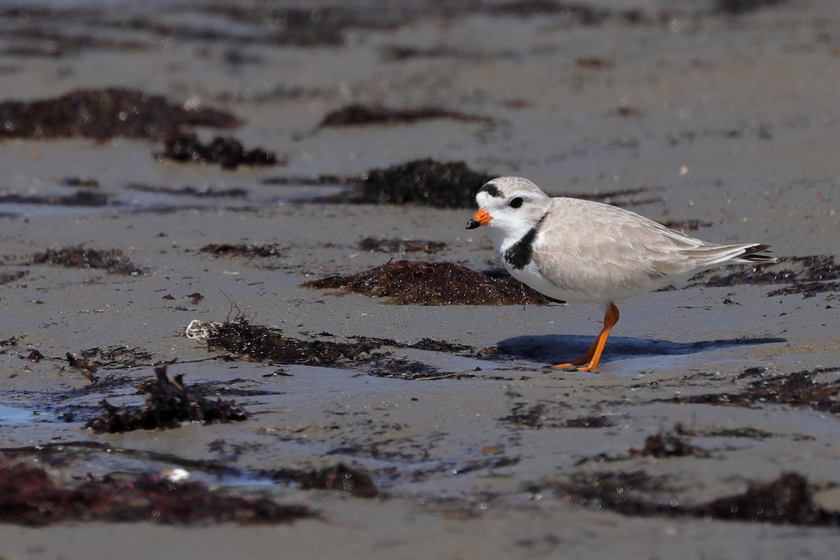 Piping Plover - ML619796761