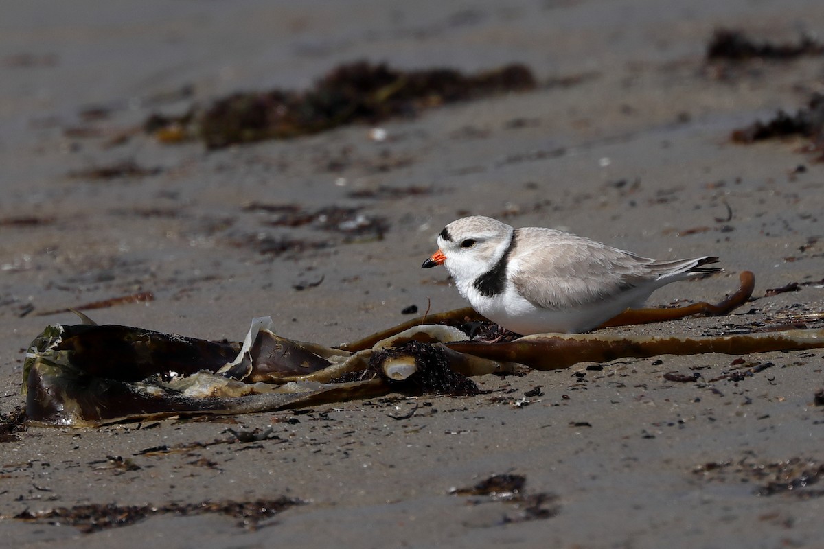 Piping Plover - ML619796762