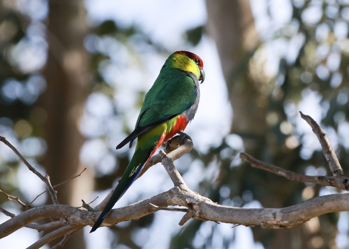 Red-capped Parrot - ML619796808
