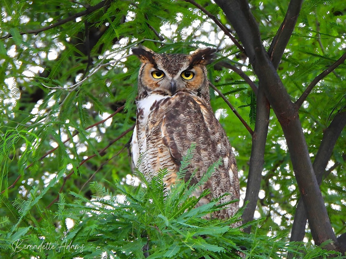Great Horned Owl - ML619796810