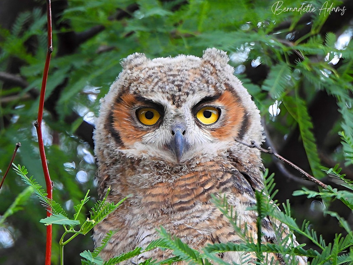 Great Horned Owl - ML619796811