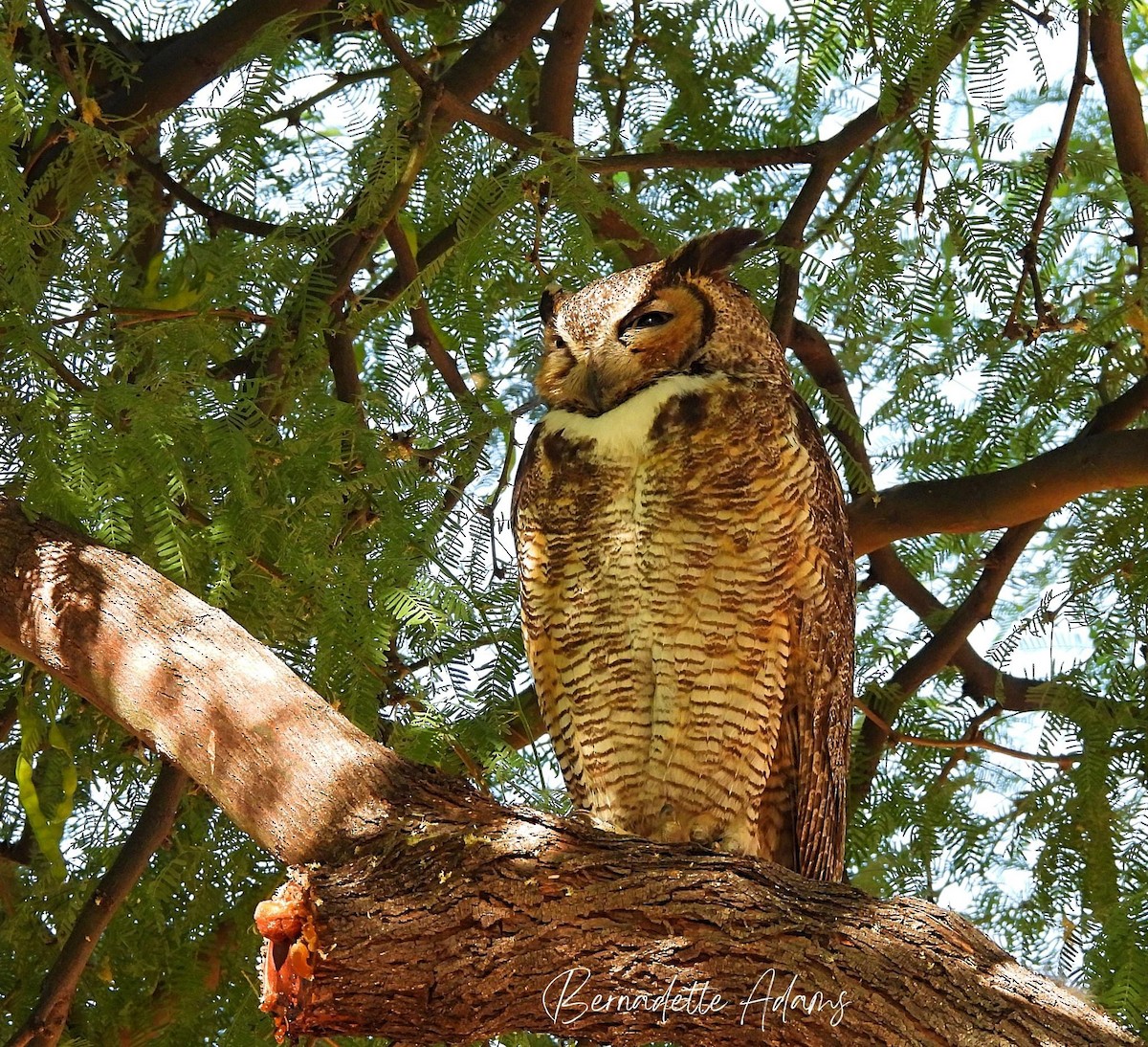 Great Horned Owl - ML619796812