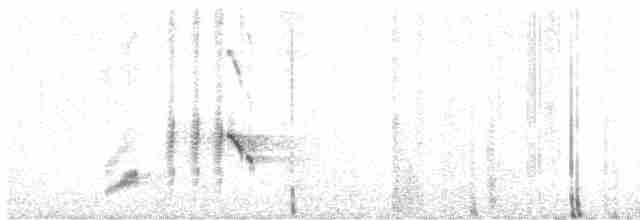 Батіжник вусатий (підвид nigrogularis/oberon) - ML619796838
