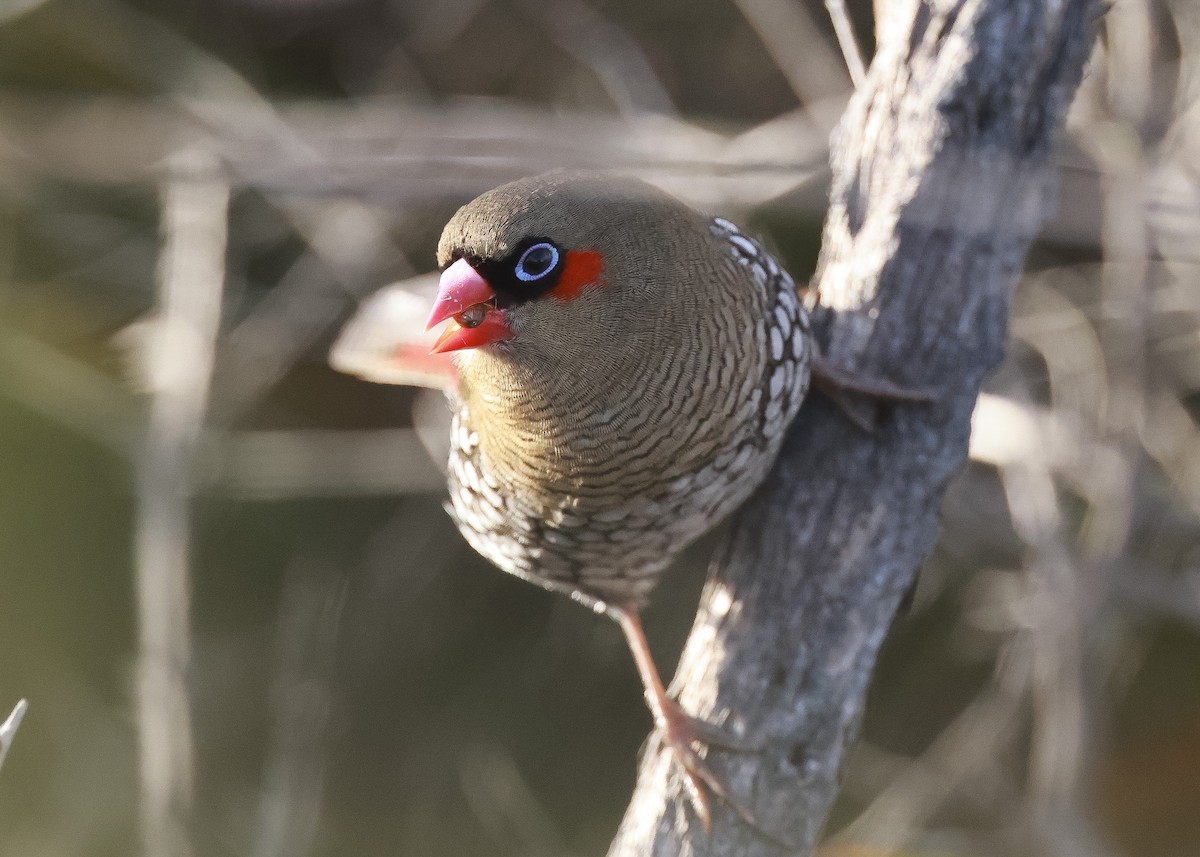 Red-eared Firetail - ML619796853