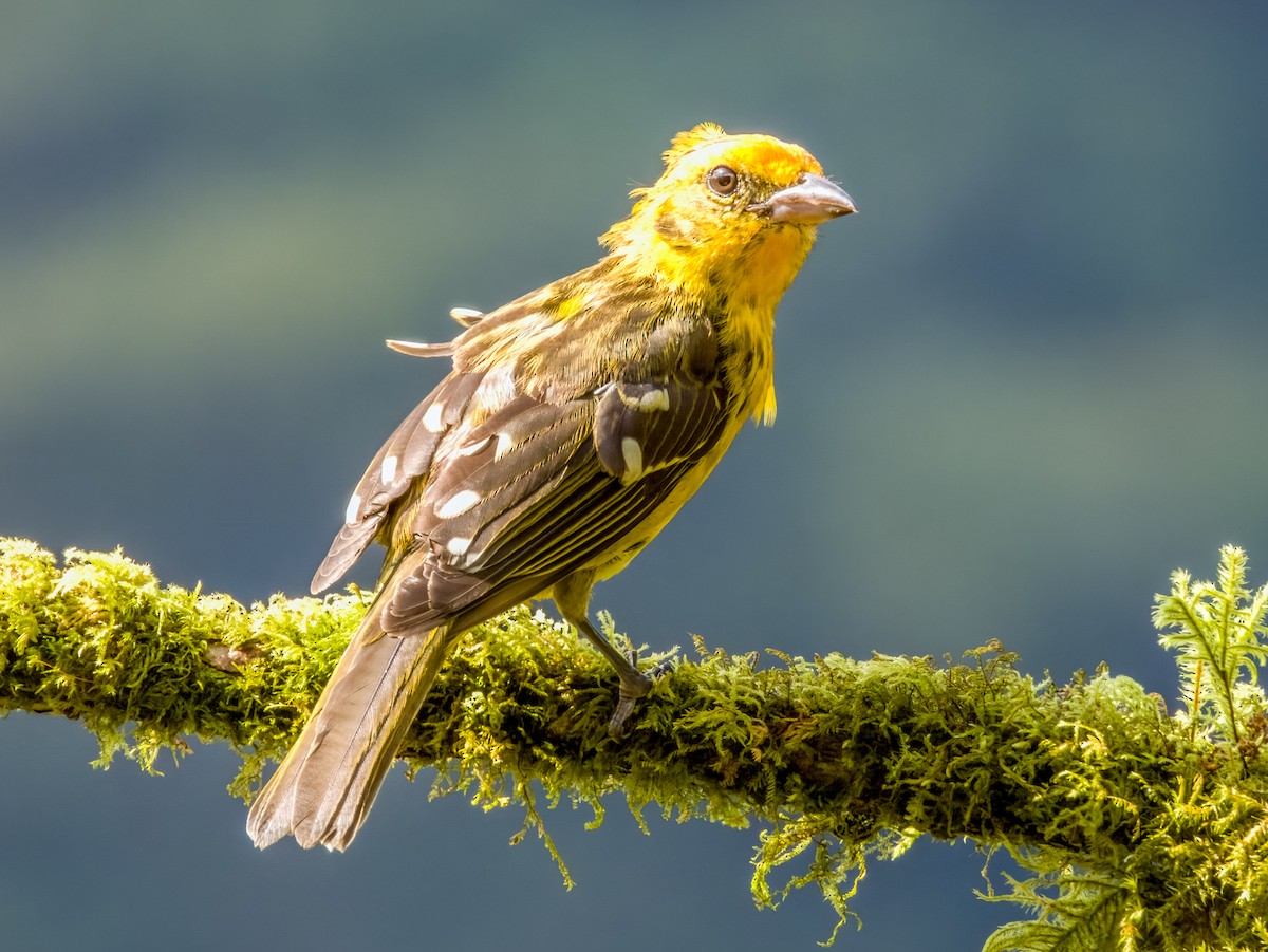 Flame-colored Tanager - ML619797004