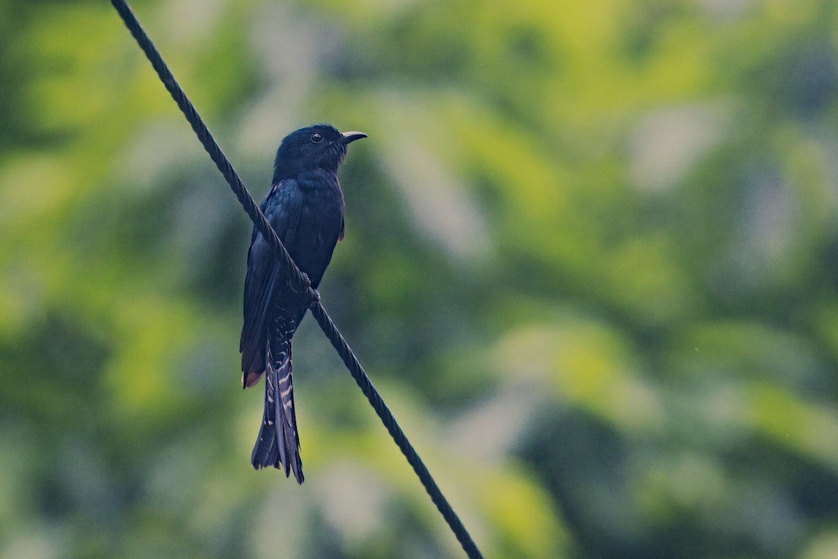 Square-tailed Drongo-Cuckoo - ML619797013